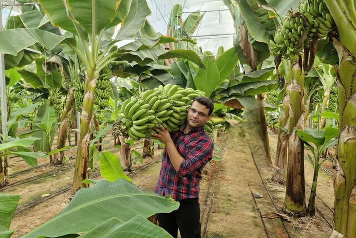 کشت بیش از ۵۰ هزار مترمربع موز در گلخانه‌های یزد