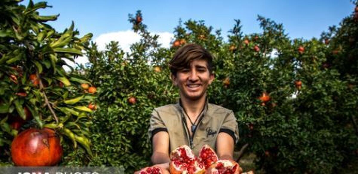 قبل از خرید انار به این نکات توجه کن!