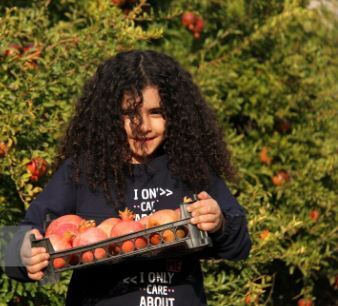 قبل از خرید انار به این نکات توجه کن! قبل از خرید انار به این نکات توجه کن!