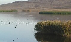 دستگیری عامل آتش‌سوزی‌های عمدی تالاب بیشه‌دالان بروجرد با رصد هوشمند محیط‌زیست