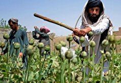 کاهش ۲۰ درصدی کشت خشخاش در افغانستان نسبت به سال گذشته