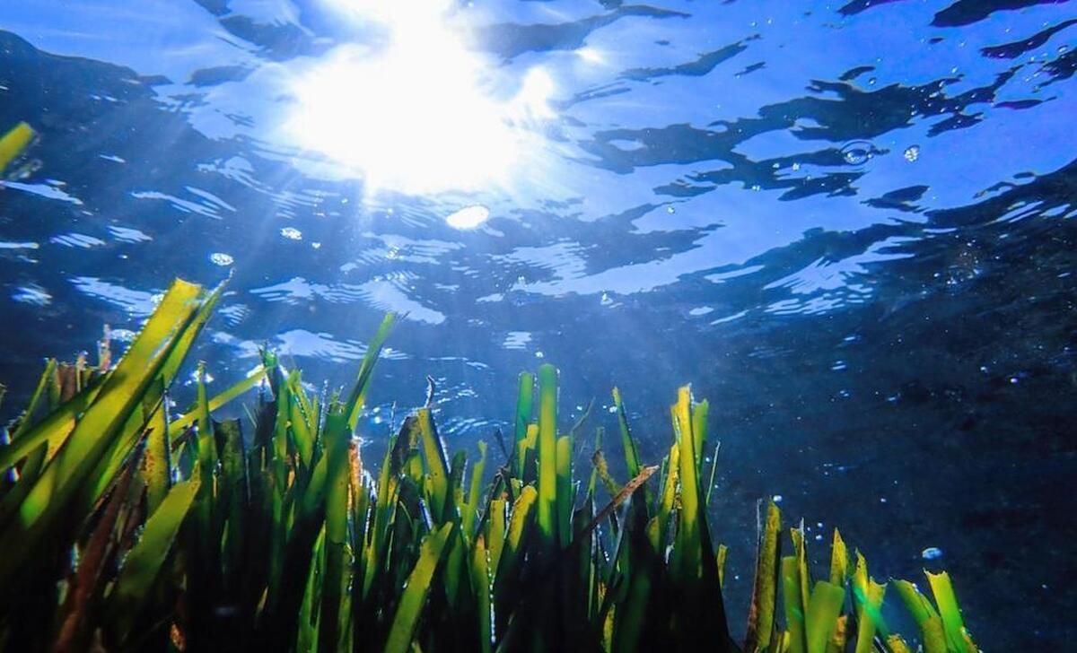 کاهش مواد مغذی و گرم شدن دریا خطر برای نابودی حیات نامرئی