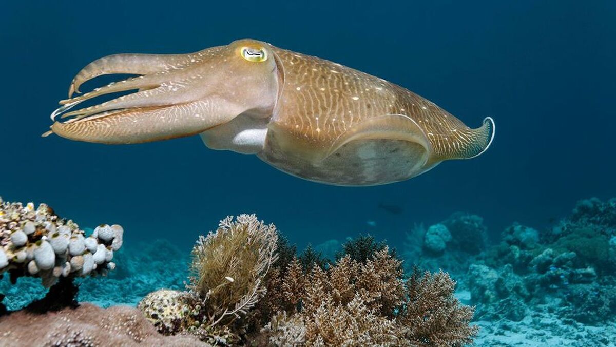 دانشمندان زبان مخفی نرم‌تنان را کشف کردند