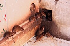 دانشمندان کشف کرده‌اند که موش‌ها باکتری‌های کشنده‌ای را در شهر‌های بزرگ پخش می‌کنند