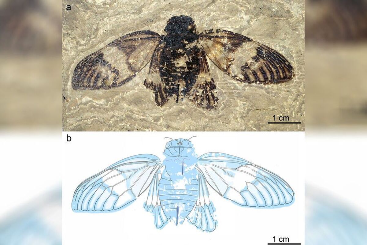 قدیمی‌ترین فسیل جیرجیرک در آلمان پیدا شد