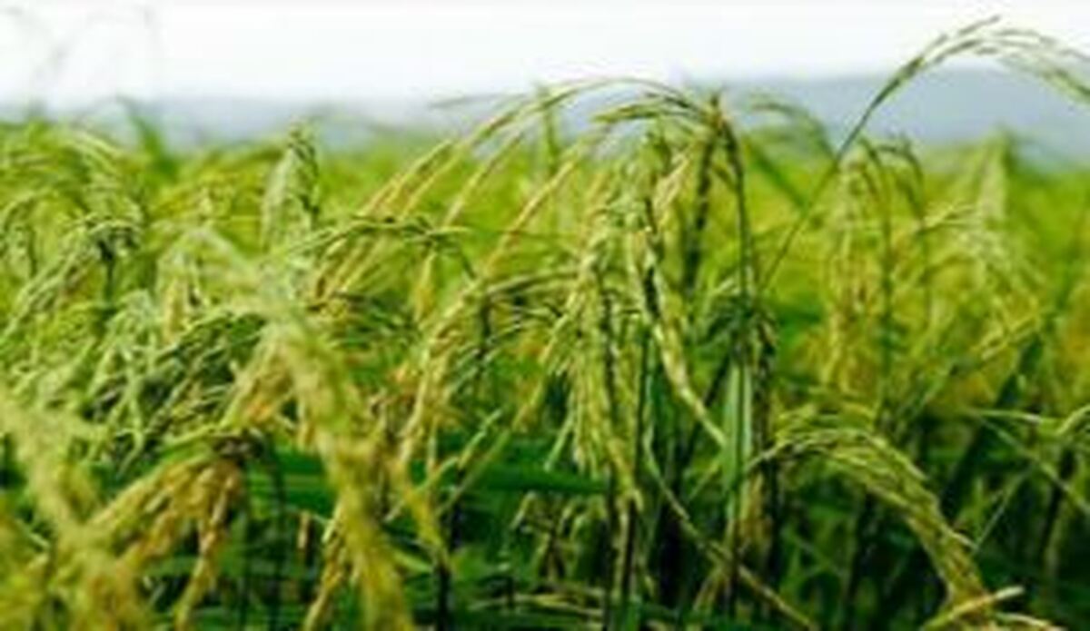 برداشت ۵۰ درصدی برنج از مزارع رتون و کشت مجدد در جویبار