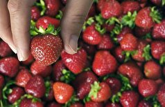 خطرات پنهان توت فرنگی