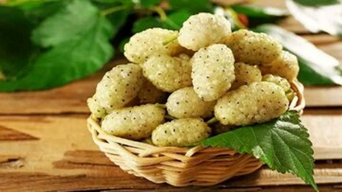 ۹ فایده بی نظیر «توت سفید»، از جوان سازی پوست تا بهبود فشار خون