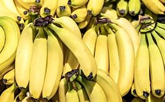 قیمت موز باید بسیار پایین تر باشد/ رانت واردات موز در قبال صادرات سیب!