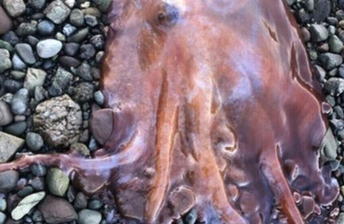 سوئد: اختاپوس هفت دست نادر به دام افتاد