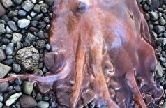 سوئد: اختاپوس هفت دست نادر به دام افتاد