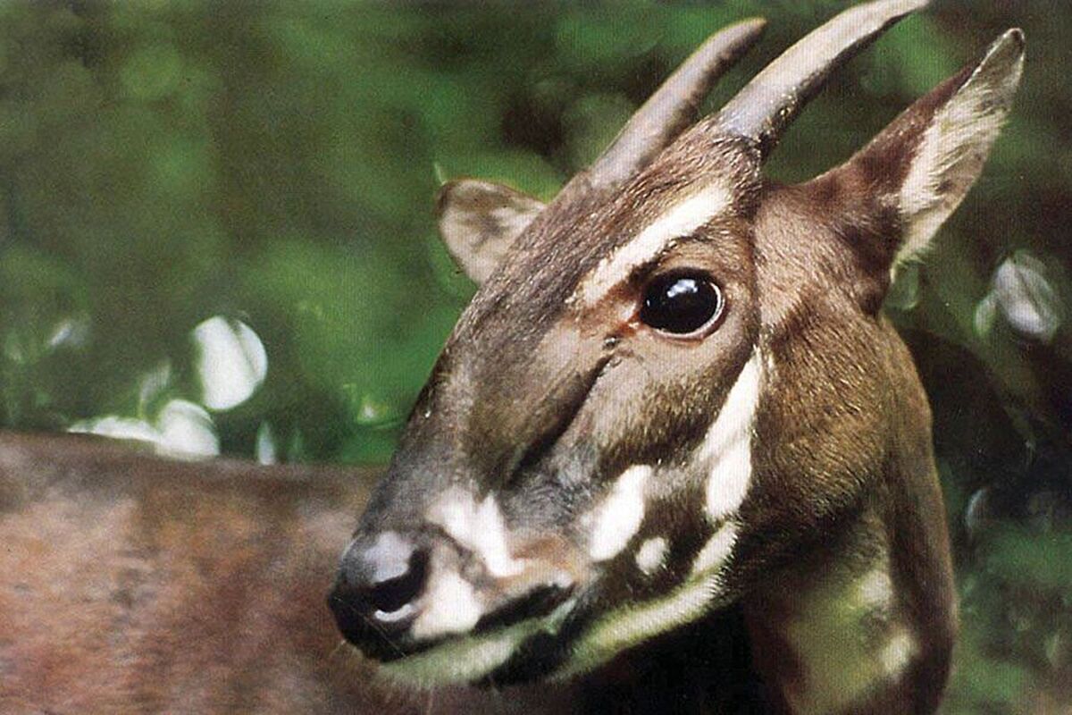 دانشمندان برای اولین بار ژنوم سائولا، «یونیکورن آسیایی»، را رمزگشایی کردند