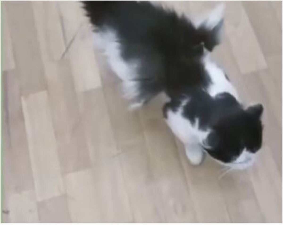 ماجرای گربه بالدار رویت شده در کرمان به کجا رسید؟