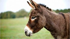 ماجرای کشتار الاغ‌های بدون صاحب با تیر در این شهر بحث برانگیز شد!