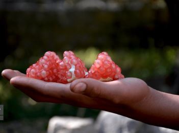 نگاهی به خواص بیشمار روغن هسته انار که باعث محبوب شدنش شده! نگاهی به خواص بیشمار روغن هسته انار که باعث محبوب شدنش شده!