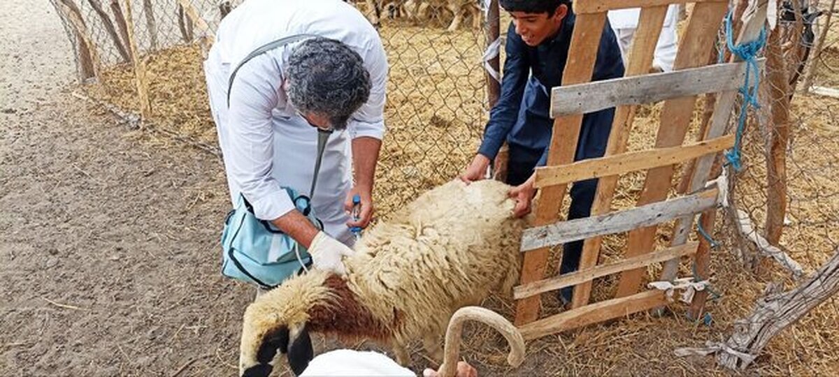 تقویت پوشش ایمنی دام در جنوب شرق کشور بر علیه تب برفکی