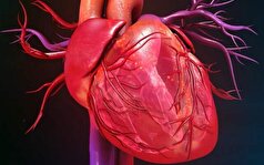 سلول‌های بنیادی روش درمانی جدید برای نارسایی قلبی!