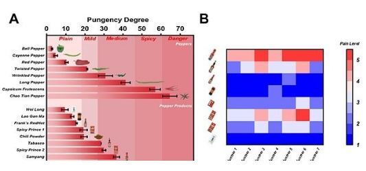 ساخت زبان مصنوعی برای تشخیص میزان تندی غذا‌ها بدون سوختن