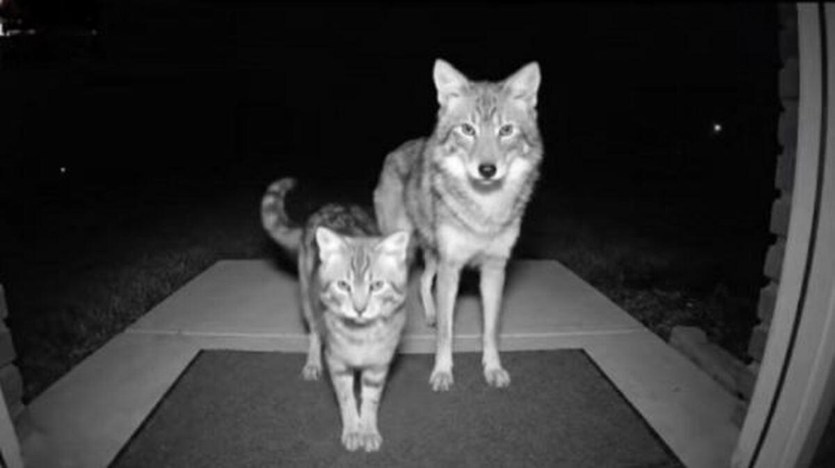 چگونه هوش مصنوعی کودکان و حیوانات را به کشتن می‌دهد؟