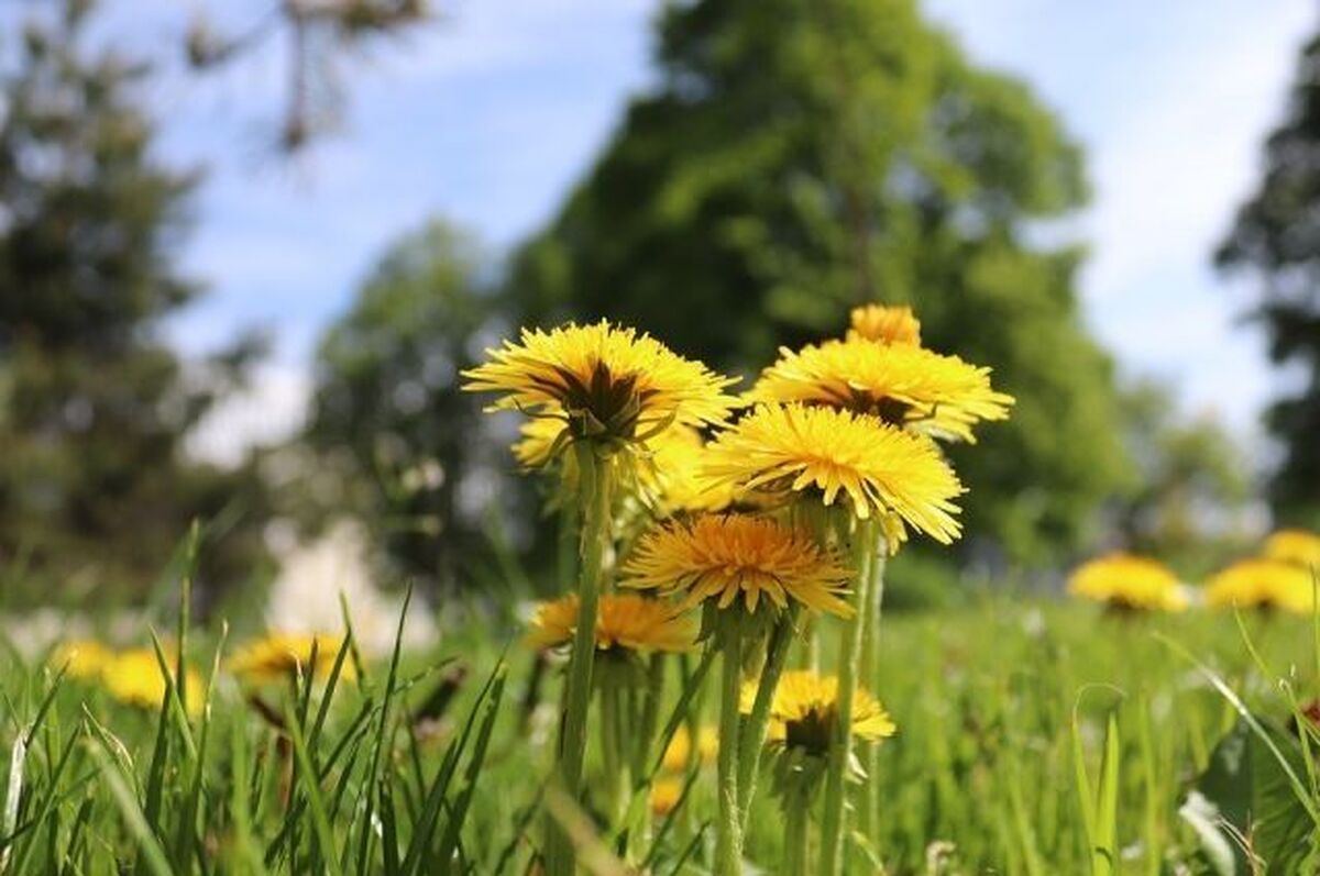 متخصصان انکولوژی این ایده را که قاصدک از سرطان محافظت می‌کند، رد می‌کنند