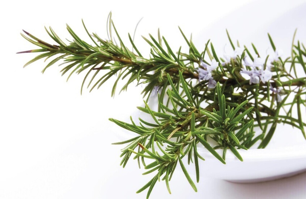 ترکیبی در رزماری به بهبود زخم کمک می‌کند
