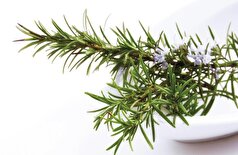ترکیبی در رزماری به بهبود زخم کمک می‌کند