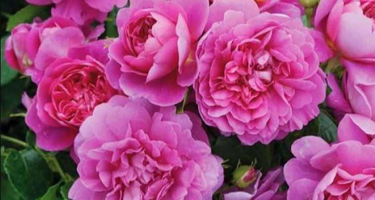 ایران بزرگترین تولیدکننده گل محمدی در دنیا