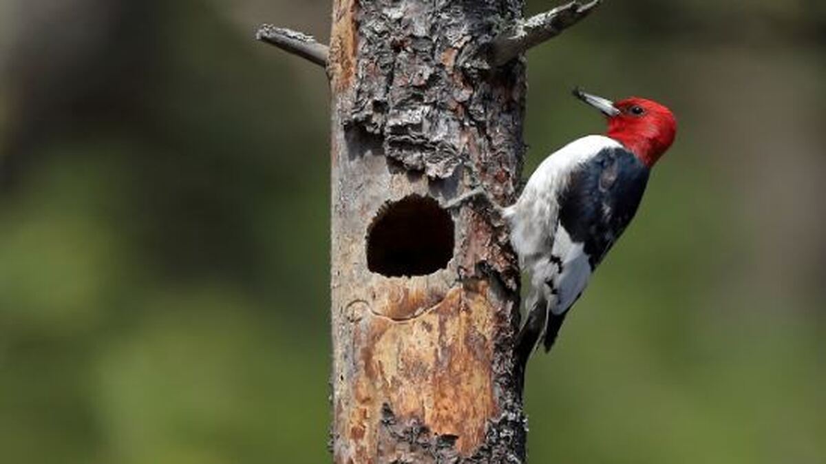 راز‌های دارکوب؛ چگونه پرنده‌ای چند گرمی خود را به چکشی تمام‌عیار تبدیل می‌کند؟