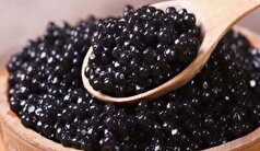 کشف ۸ کیلوگرم خاویار قاچاق در فریدونکنار و یکدستگاه موتور سیکلت سنگین در گلوگاه