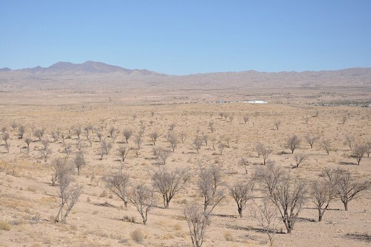 مهم‌ترین عوامل تهدید کننده بزرگ‌ترین بادامستان شرق کشور چیست؟