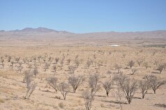 مهم‌ترین عوامل تهدید کننده بزرگ‌ترین بادامستان شرق کشور چیست؟