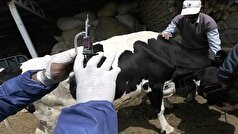 مردم گوشت را از فروشگاه‌های مجاز خریداری کنند