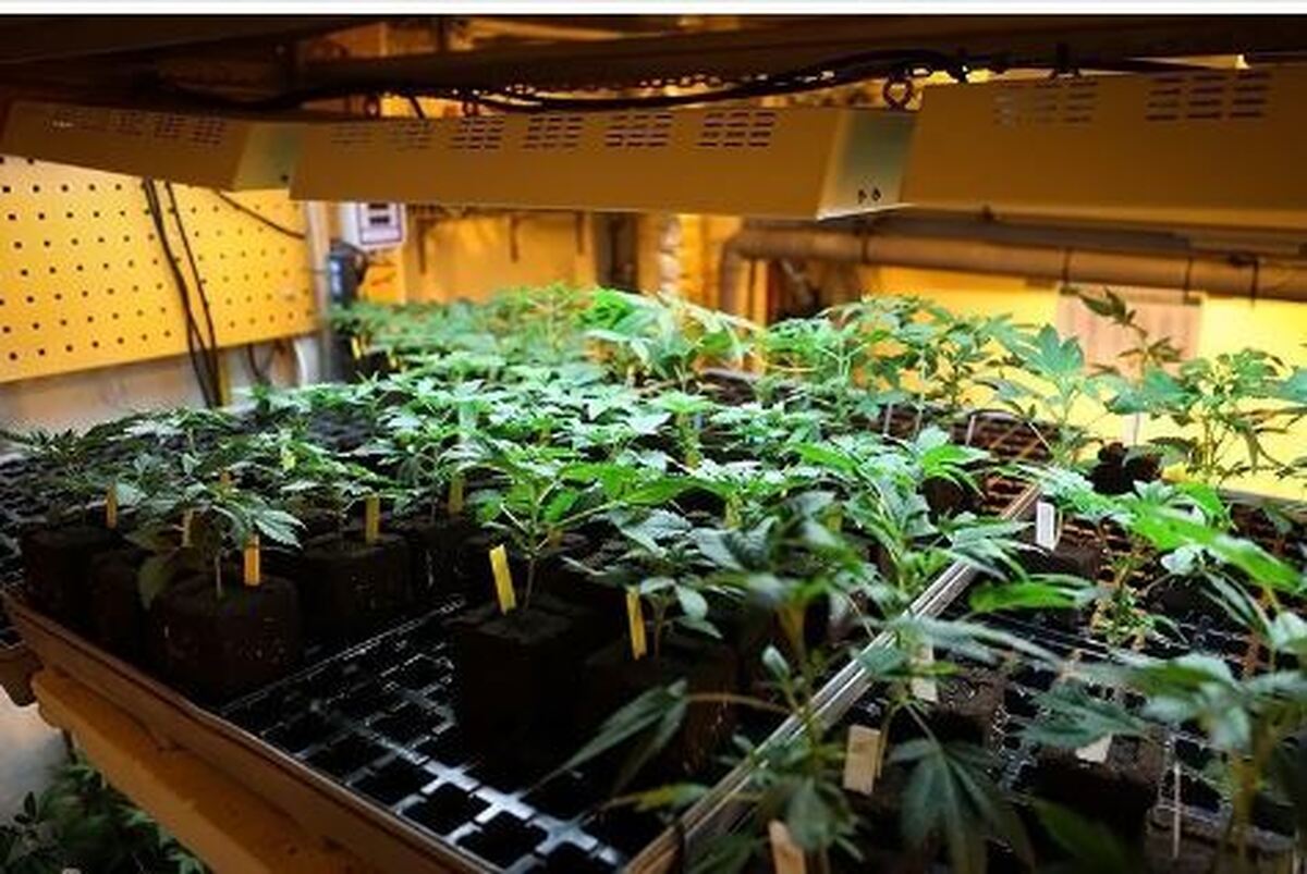 بزرگترین کشف ماریجوانا سال جاری توسط پلیس ری