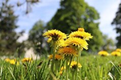 متخصصان انکولوژی این ایده را که قاصدک از سرطان محافظت می‌کند، رد می‌کنند