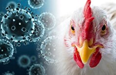 ایالات متحده از موفقیت‌آمیز بودن مرحله اول آزمایش واکسن نانوبینی علیه گونه‌های آنفولانزای مرغی خبر داد