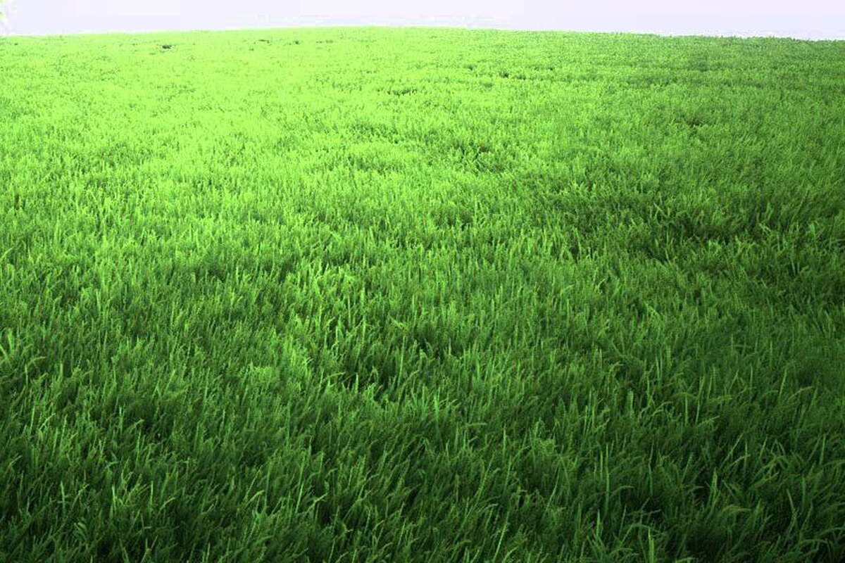 اصول و نکات نگهداری از چمن‌ها در فصل پاییز