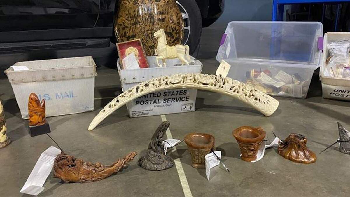 بزرگترین عملیات قاچاق عاج فیل که تاکنون گزارش شده است، در ایالات متحده متوقف شد.