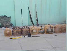 کشف لاشه ۲ راس بز کوهی و هشت قطعه کبک در کامیاران