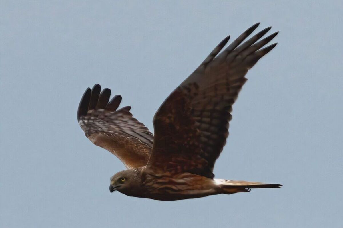 مشخص شده است که سنقر‌ها توانایی شنوایی 