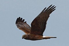 مشخص شده است که سنقر‌ها توانایی شنوایی 