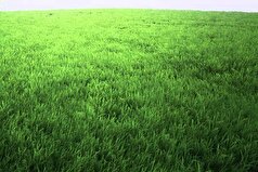 اصول و نکات نگهداری از چمن‌ها در فصل پاییز