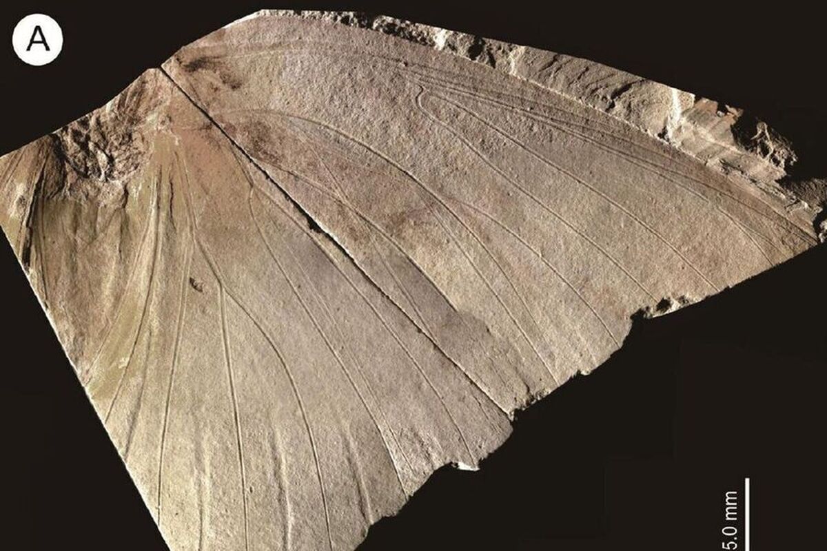 پروانه‌ای ۲.۶ میلیون ساله در ژاپن کشف شد