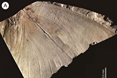 پروانه‌ای ۲.۶ میلیون ساله در ژاپن کشف شد