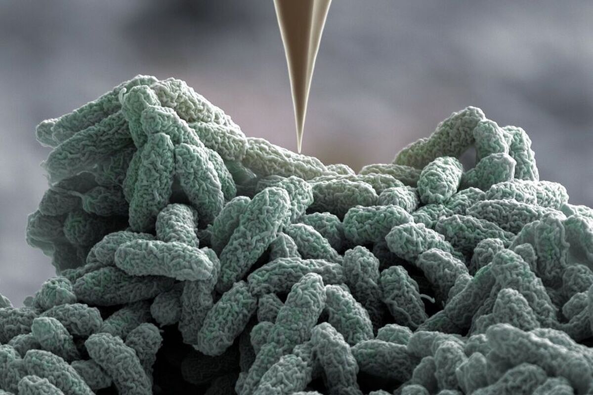 دانشمندان یک روده مجازی ساخته‌اند تا اسرار میکروب‌ها را آشکار کنند