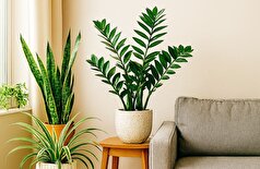 راز همیشه زنده نگه داشتن گیاهان آپارتمانی