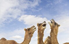 خون لاما و شتر، امکان درمان بیماری‌های لاعلاج انسانی را فراهم می‌کند!