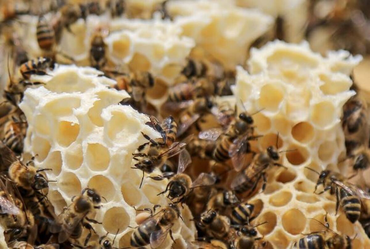 آیا شکرک زدن عسل نشانه تقلبی بودن آن است؟