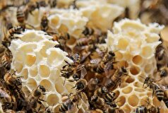 آیا شکرک زدن عسل نشانه تقلبی بودن آن است؟