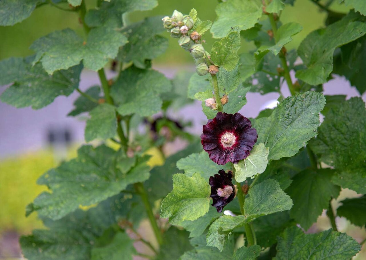 چای‌های گیاهی که برای درمان فشار خون حرف اول را می‌زنند!