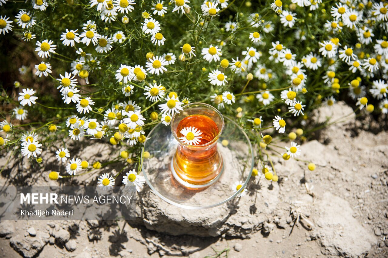 چای‌های گیاهی که برای درمان فشار خون حرف اول را می‌زنند!